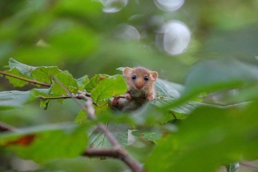 Hazel dormouse perching on a twig amongst leaves
