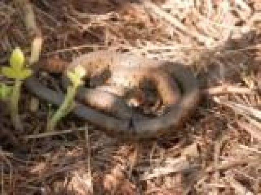 Grass snake at Quants Nature reserve