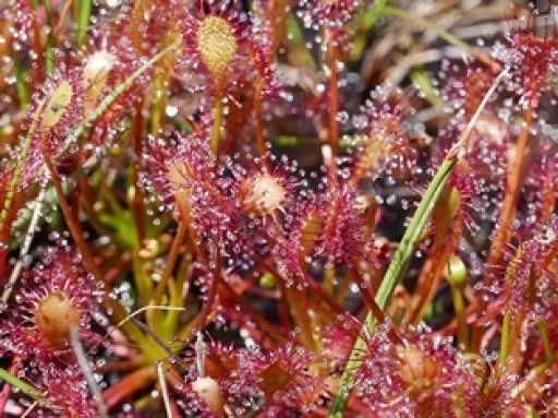 Sundew at Ringdown nature reserve