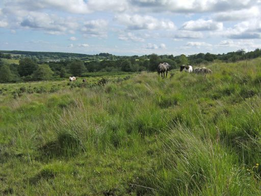 Yarty Moor with wild horses