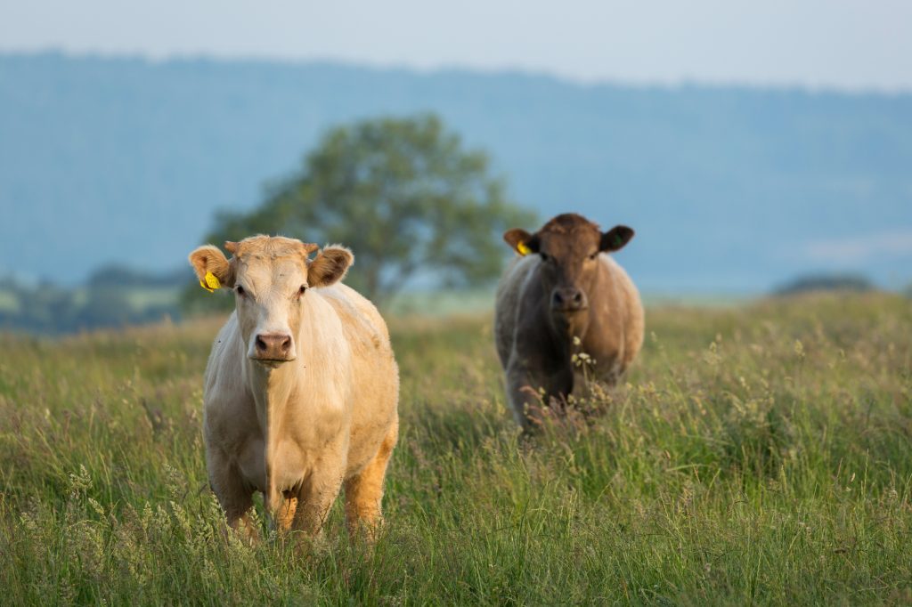 A view of cows in pasture overlooking Stockland