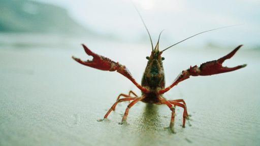 close up of orange crayfish