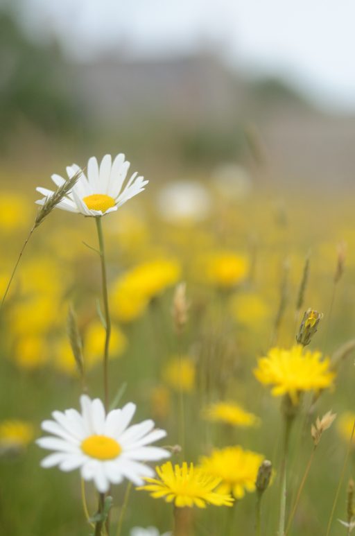 Daisies and hawkbit at Goren Farm close up yellow and white daisies