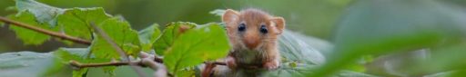 Hazel dormouse sat on a leaf