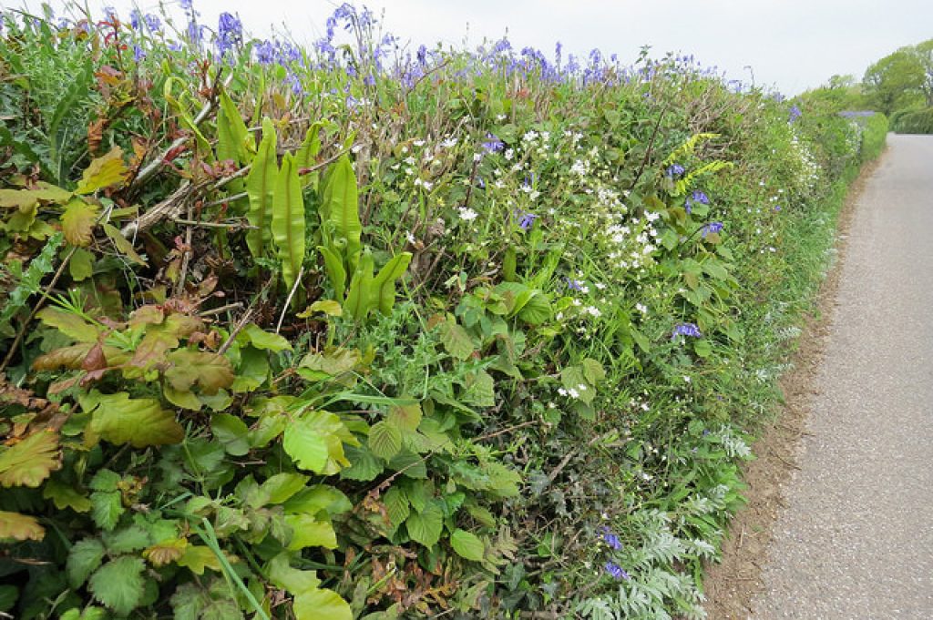strip of hedge with herbs and wild flowers growing