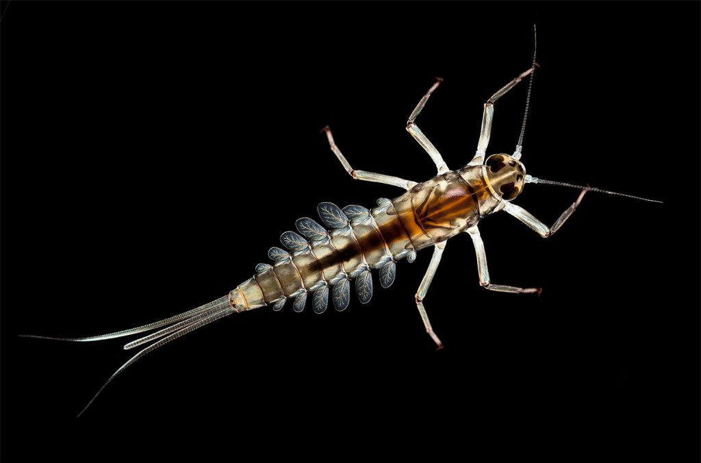 Mayfly Nimph close-up