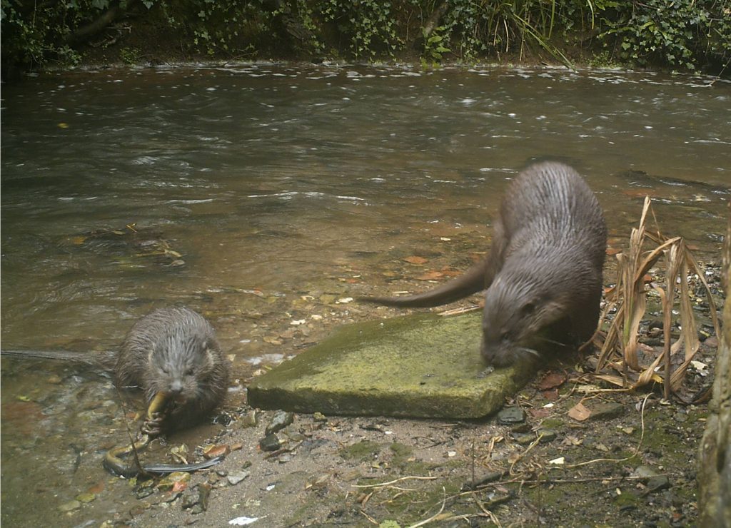 two otters in the river Somerset Otter Group