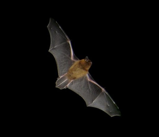 Pipistrellus bat in flight