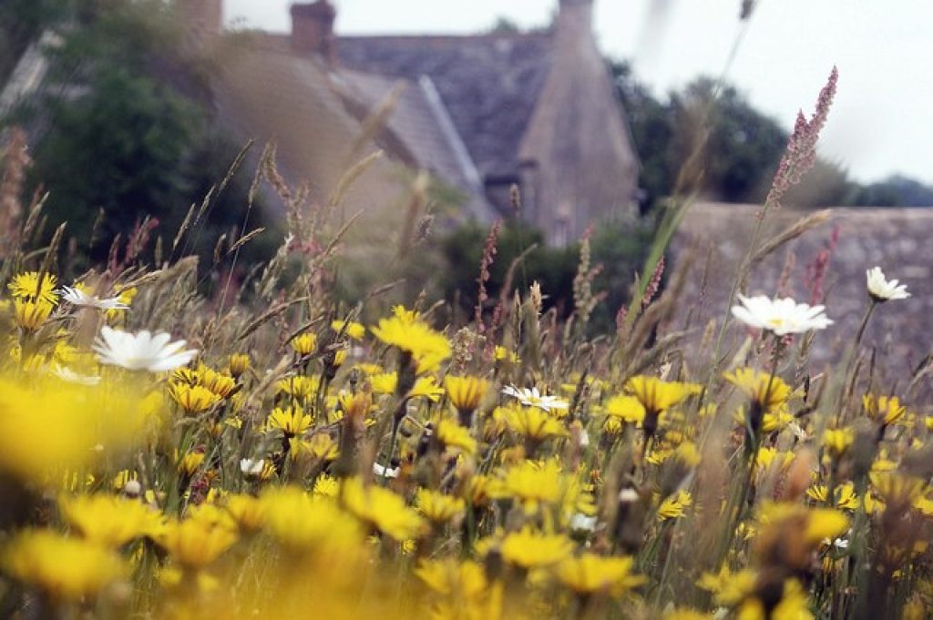 Goren Farm meadow