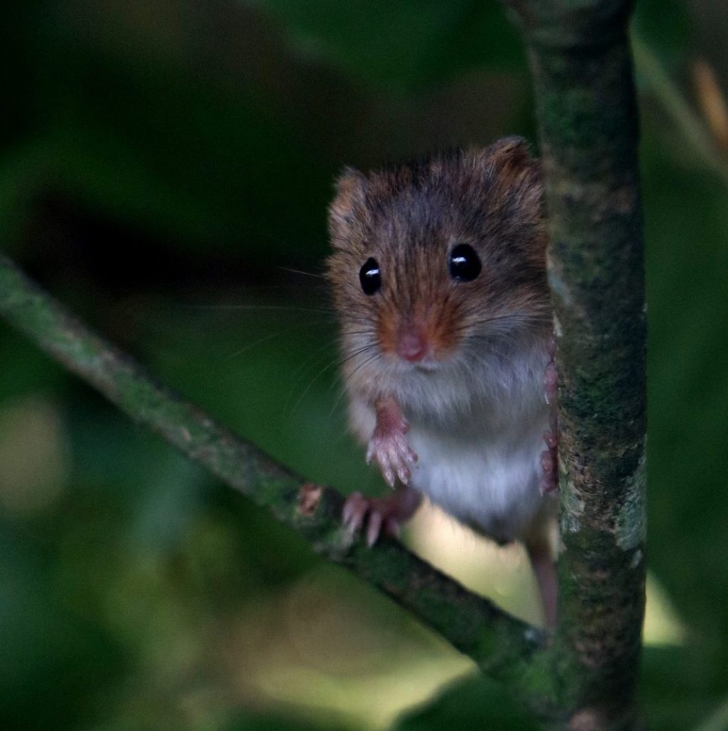 Harvest mouse close-up