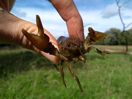 White clawed crayfish close-up held between two fingers