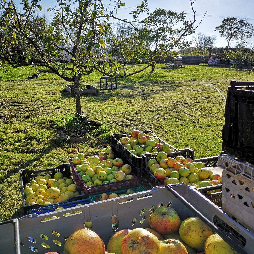 Crates of apples ready for pressing
