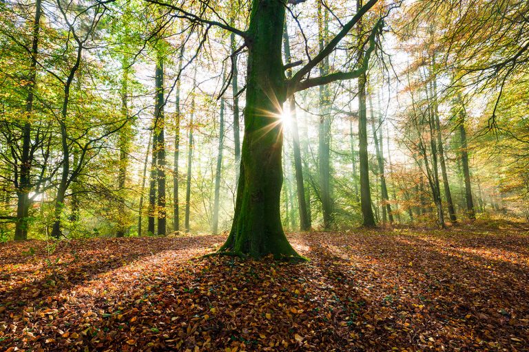 Sunlight peeping through tree trunks and across leaf covered forest floor