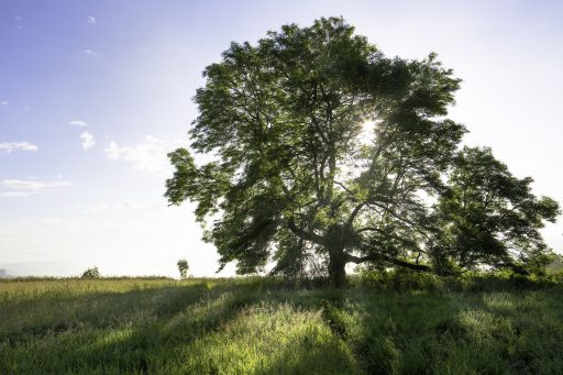 oak tree with the sun through the middle