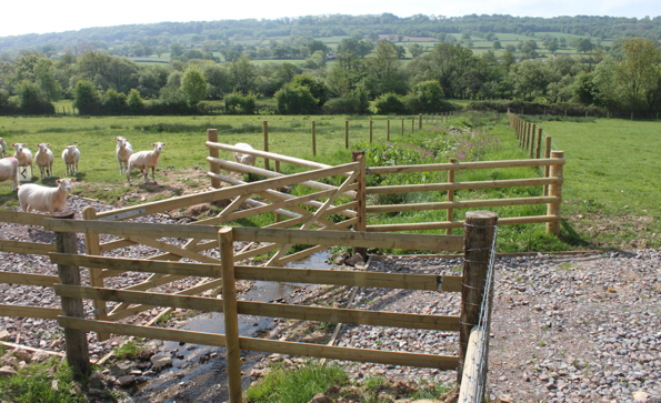Stream crossing for livestock made with stone