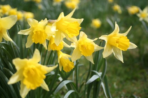 daffodils close-up image
