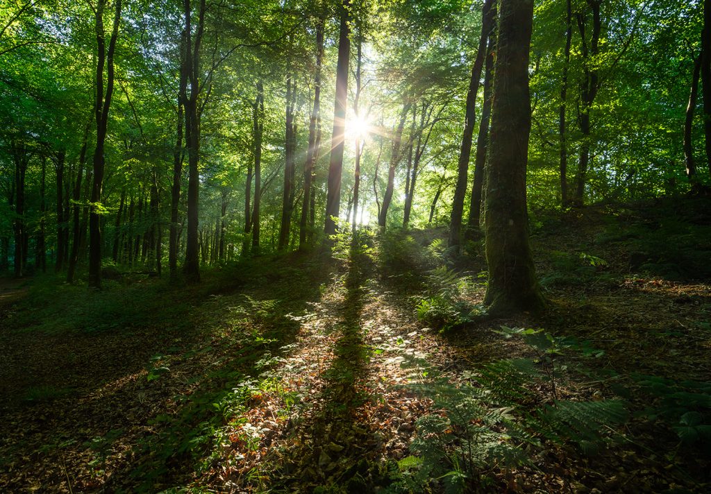 Sunlight peeping through trees in Castle Neroche woodland