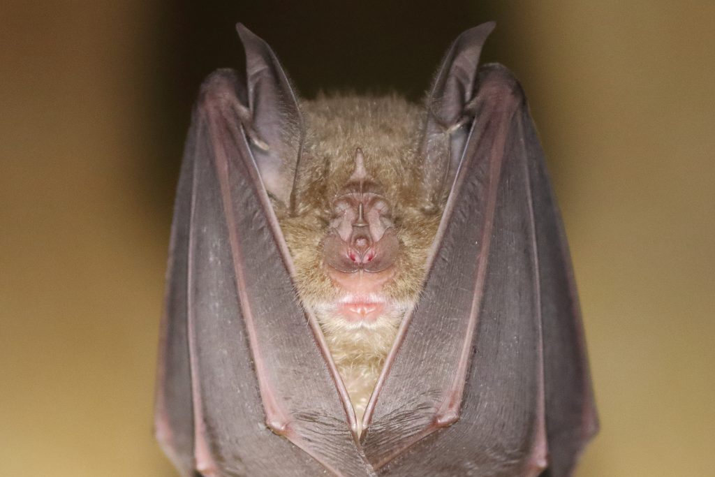 Greater horseshoe bat