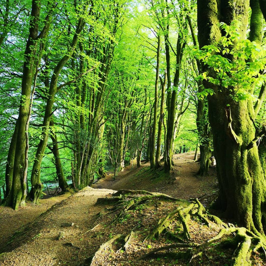 Woodland on iron-age earthen ramparts 
