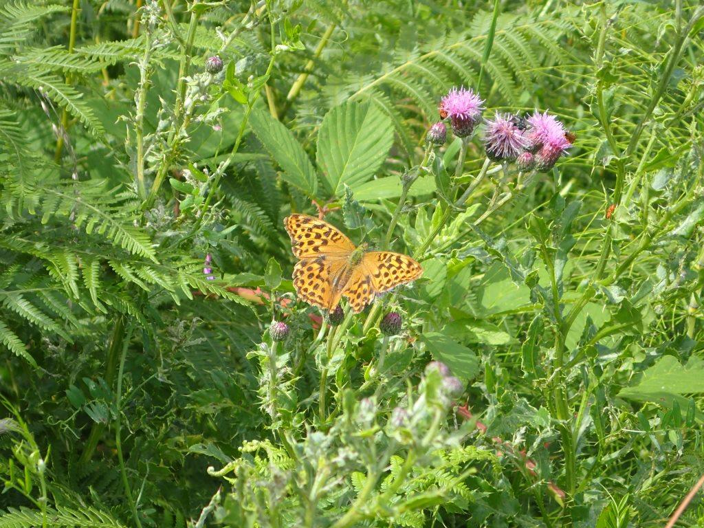 Silver-washed fritillary