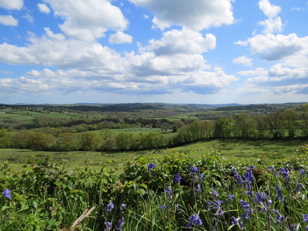 bluebells in hedge with fields and hedges towards horizon