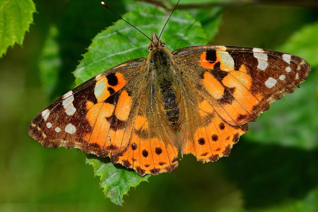 Painted Lady Butterfly