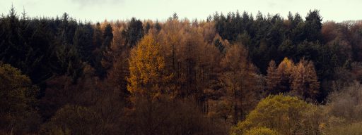 Autumnal scene of colourful trees