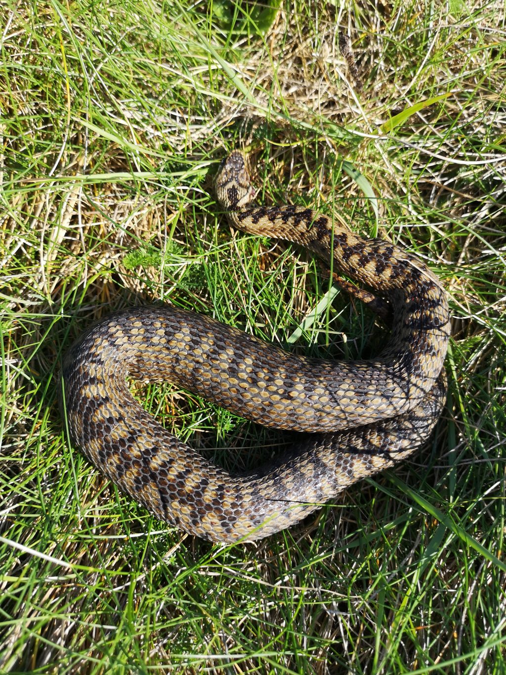 Adder in the grass