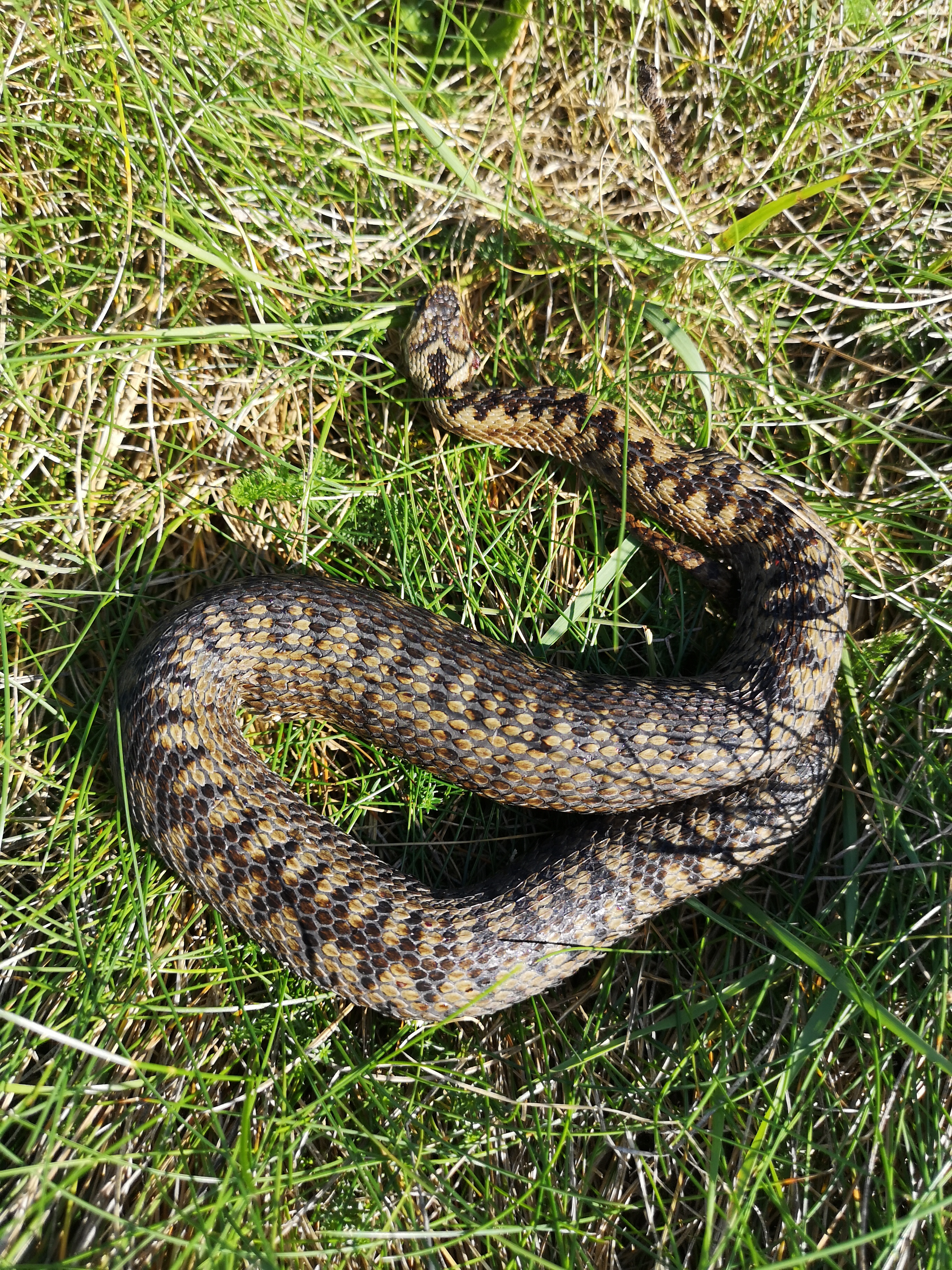 Adder in the grass