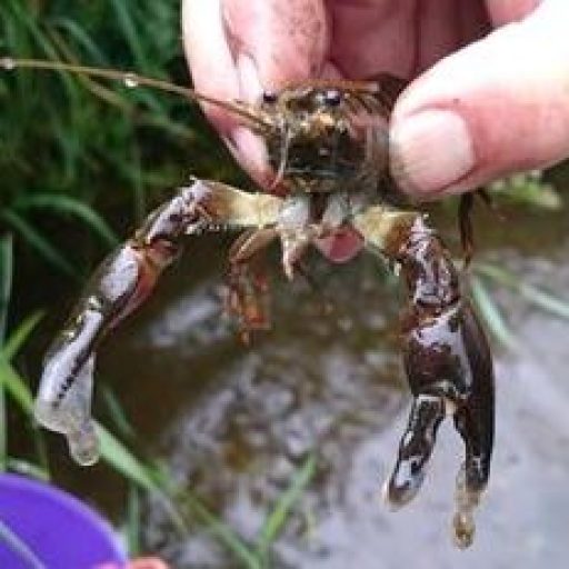 A hand holding a white-clawed crayfish with the river in the background.