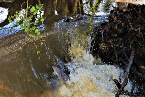 small-sea-trout-jumping-beaver-dam