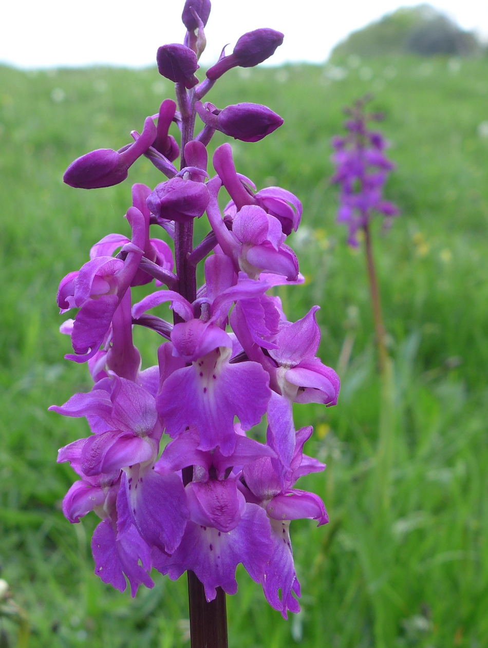 Early purple orchid