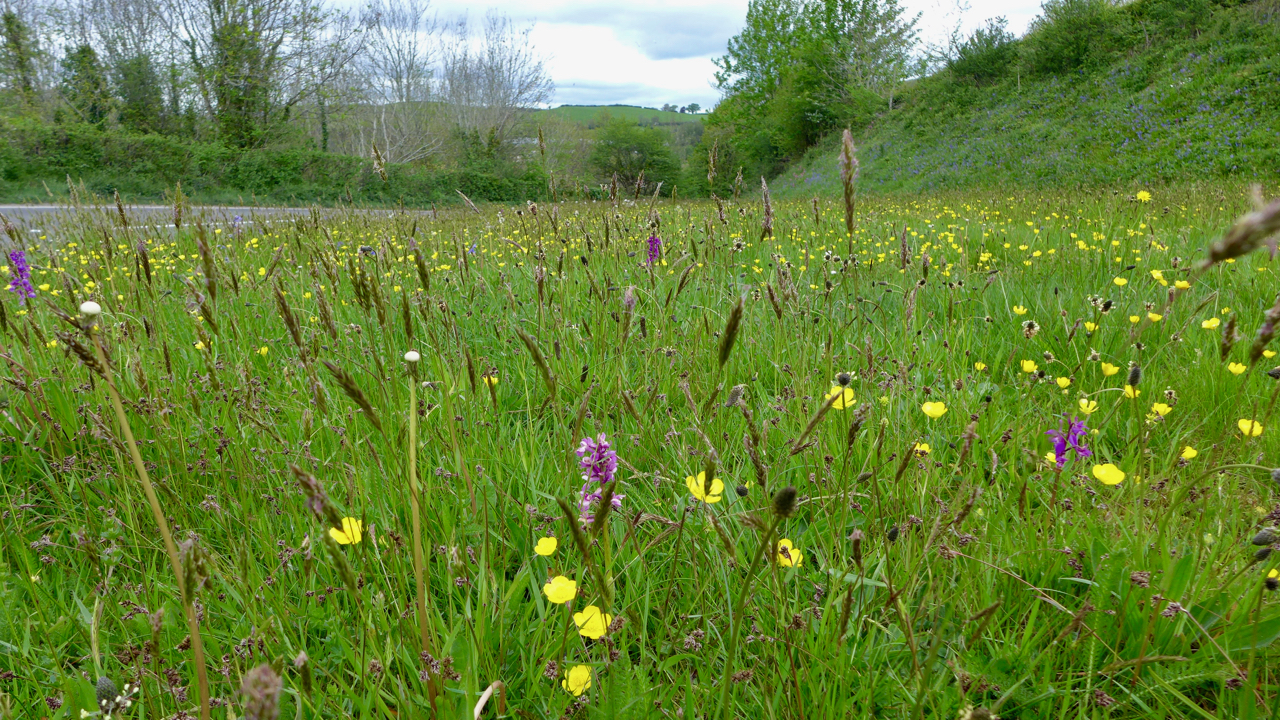 Verge with mixed wildflower