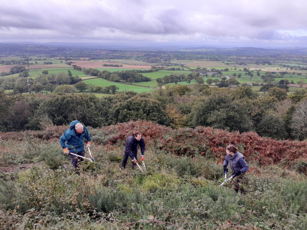 Volunteers clearing the ramparts at Hembury Hillfort