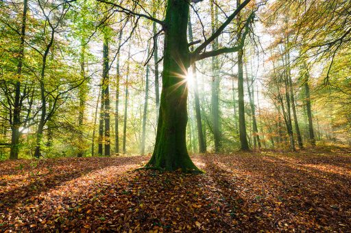 Tree in Dommett Wood