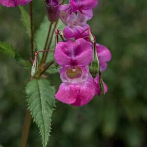 pink flower