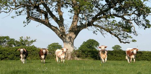 five Longhorn cows stood under a tree