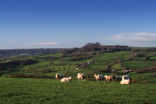 nine sheep stood and lying down in a field in Luppitt