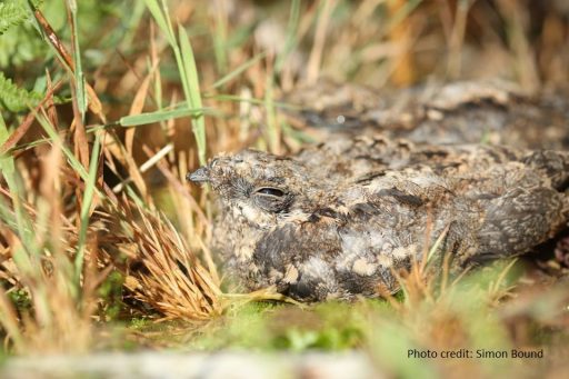 A nightjar well camouflaged on the ground.