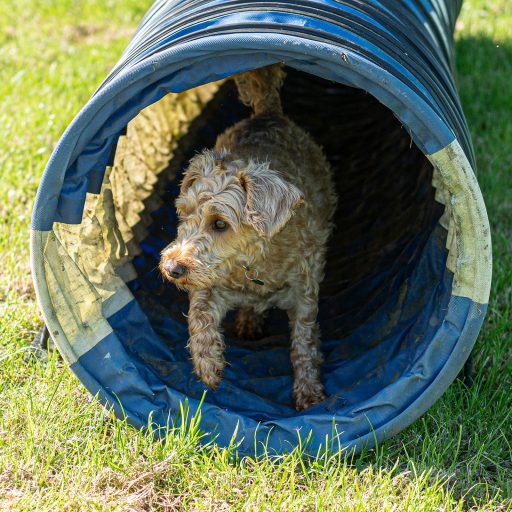 small cream Dog walking through an agility hoop.