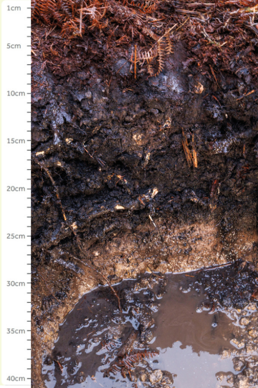 A section of soil with a small pool of water at the bottom.