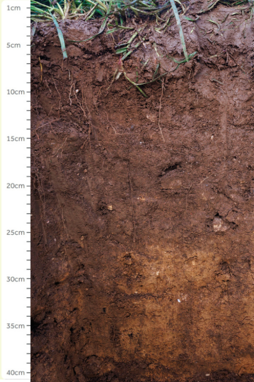 A section of soil bank with measure from 1cm to 40cm