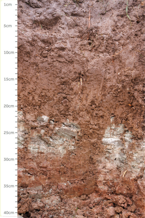 soil bank with measure from 1cm to 40cm