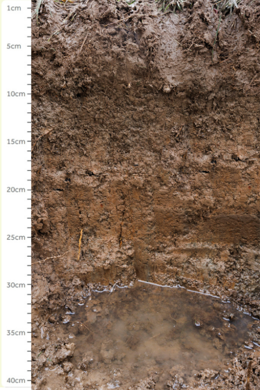 soil bank with measure from 1cm to 40cm