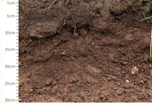 soil bank with measure from 1cm to 30cm