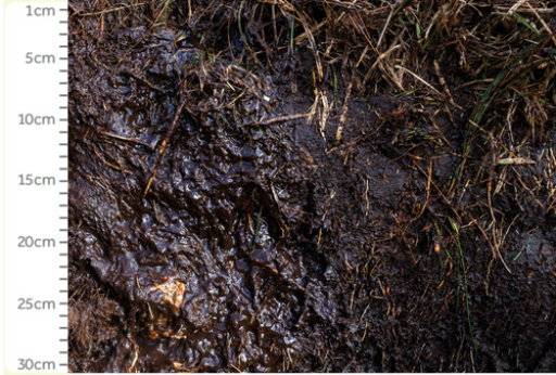 wet soil with measure from 1cm to 30cm