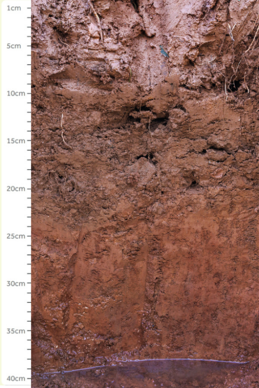 soil bank with measure from 1cm to 40cm