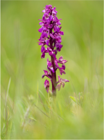 bright purple orchid flower