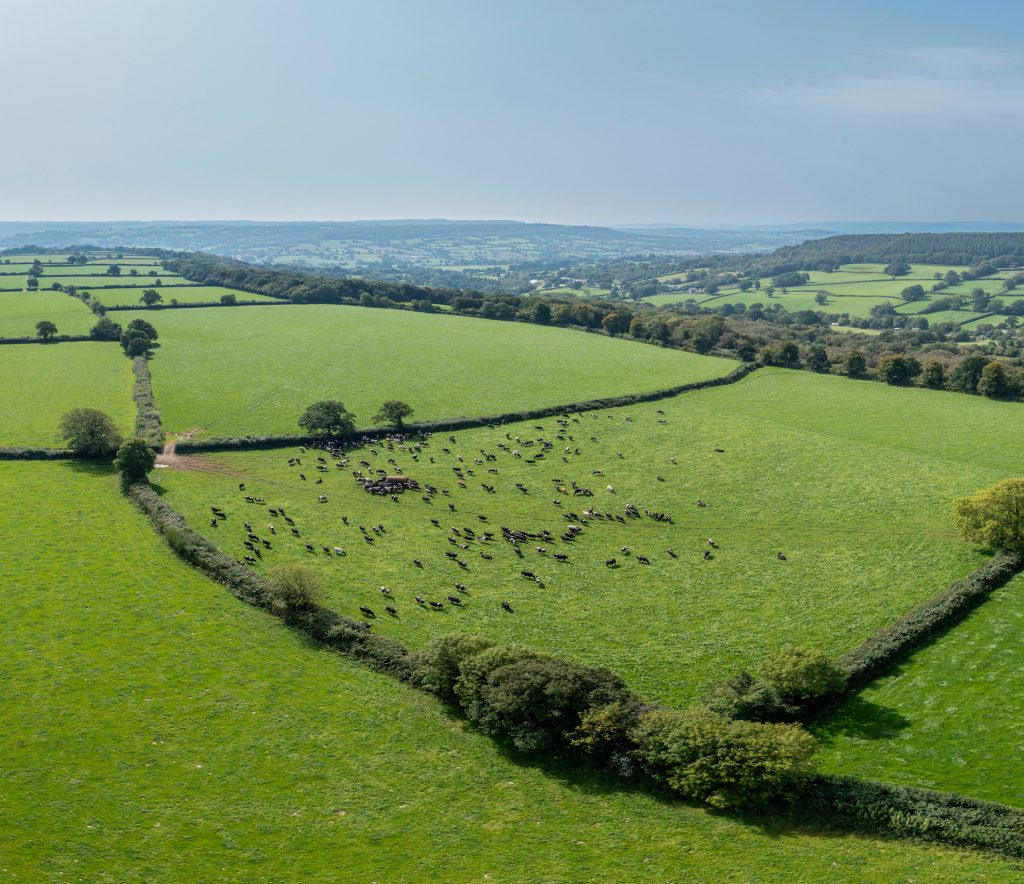 A field with cattle grazing surrounded by hedgerows and other fields.