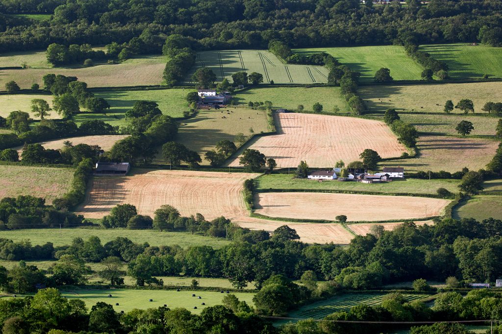 patchwork fields with some cows in the distance